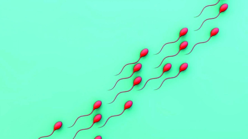 COMING SOON: Birth control pill for men is on the cards after test drugs were successful on mice