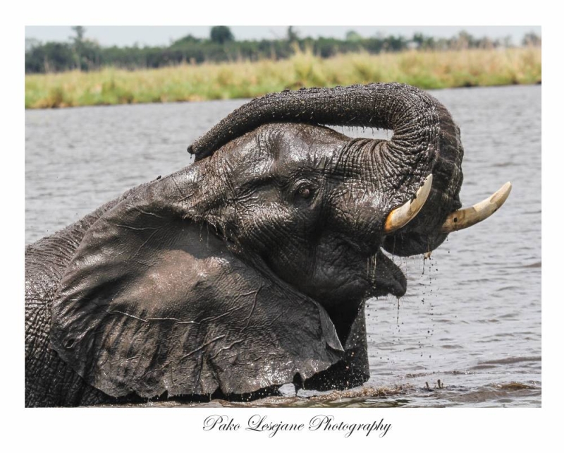 Nominations Open for 2026 Tusk Conservation Awards, Offering £225,000 to Africa’s Leading Nature Protectors