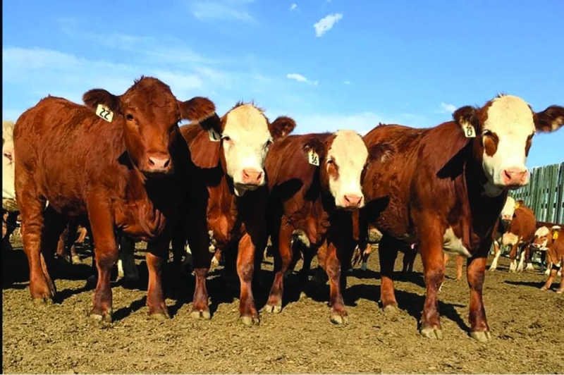 Botswana FMD Cattle Dowry Impact: Restrictions Delay Marriages