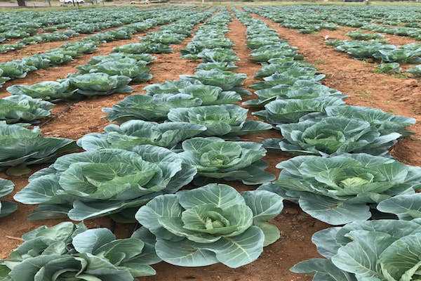 BUAN undeterred by COVID-19, ready to feed the nation 