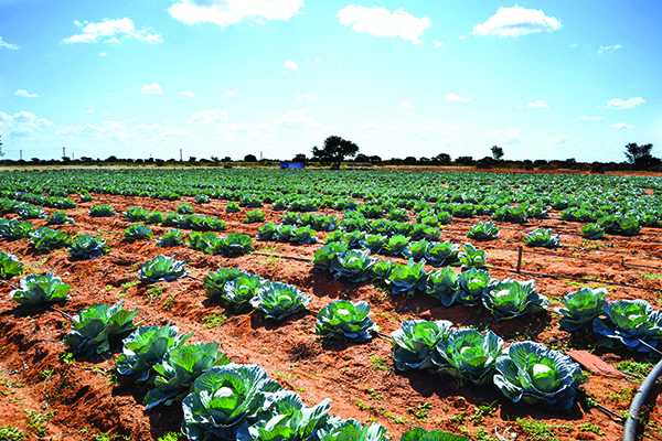 horticulture business plan botswana