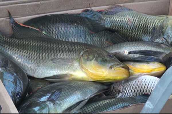 Illegal fishing continues in Lake Ngami