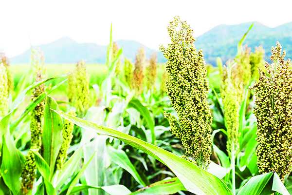 The evolution of sorghum milling industry in Botswana