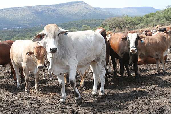 ‘Agric output to reach 6% of GDP’