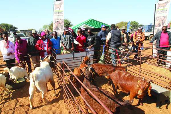 Banker, tribe revive Kweneng Agric show