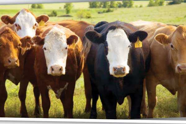 Ngamiland farmers drilled on livestock traceability system