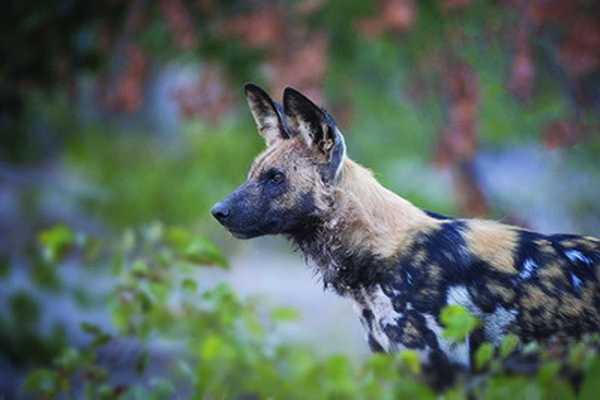 Wilderness to open new camp in Okavango