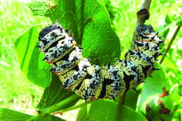 Flavoured phane worm wins Creative Business Cup comp