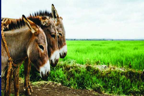 Livestock Act to incorporate donkeys