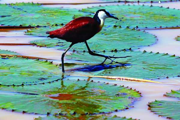 Boat cruise comes  to Gaborone