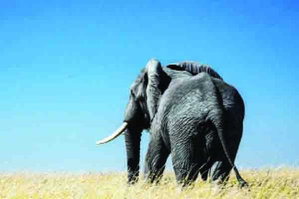 Elephant hunting will be based on quota system- Mokaila