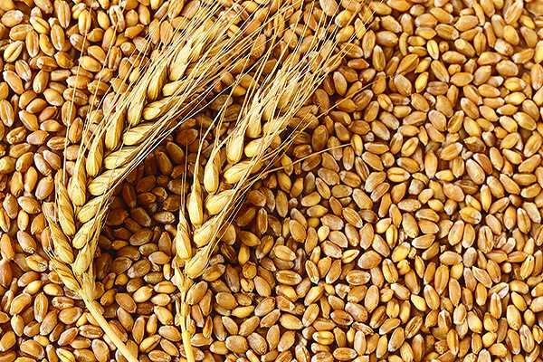 Wheat millers face collapse