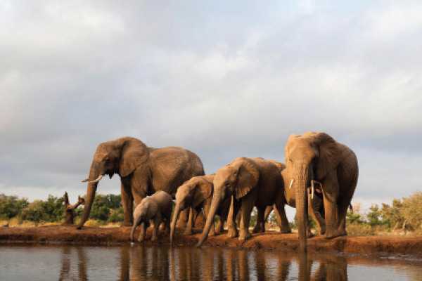 Botswana elephant population declined in last 4 years | Guardian Sun