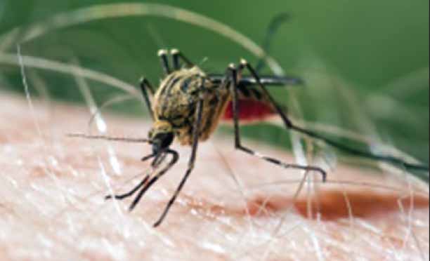 Communities enlisted to craft malaria solutions