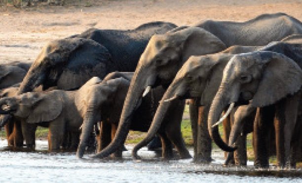 Botswana to establish elephant meat canning