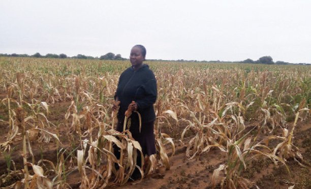 Farmers fear bleak harvest ahead