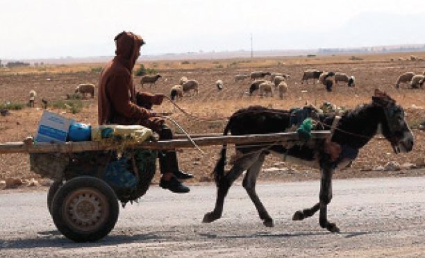 2 die in donkey cart accident